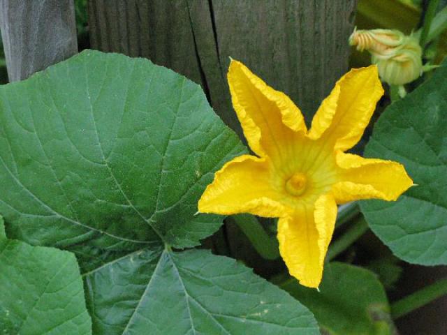 Pumpkin vine on my back porch.