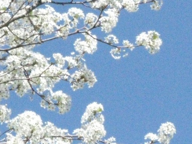 Peartree in bloom, Old Louisville