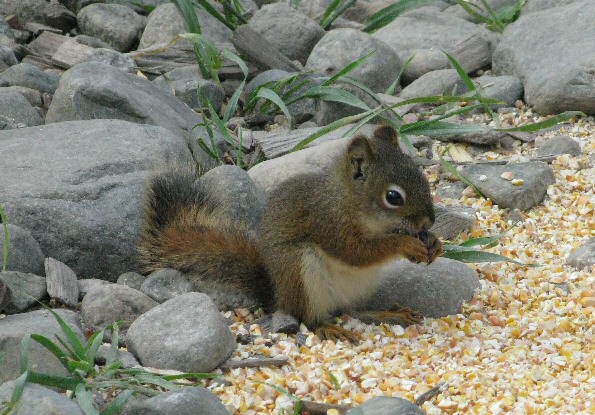 Red Squirrel, eating corn at a fishing camp in Ontario