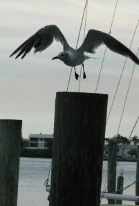 Seagull, Cortez, Florida