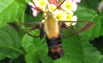 Evil erupts!  Oh, wait, it's just a weird butterfly.