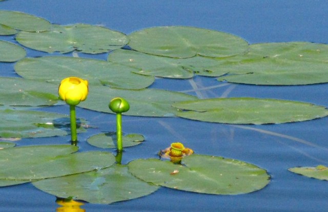 Water Lilies, Packwash Lake, Ontario
