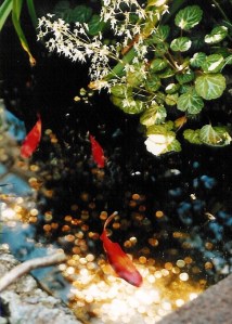 Wishes- Koi at the Missouri Botanical Gardens