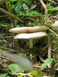 Mushrooms on Alum Cave trail
