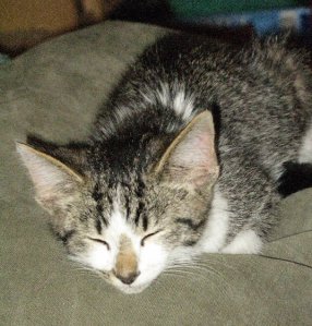 Billy says, "Vote for Mommy!"