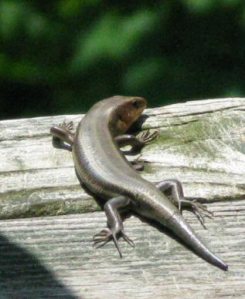 A skink on the porch