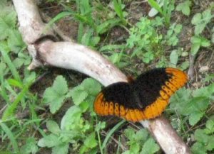 Gatlinburg butterfly