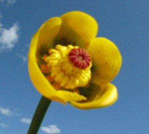Water lily, Packwash Lake, Ontario, Canada