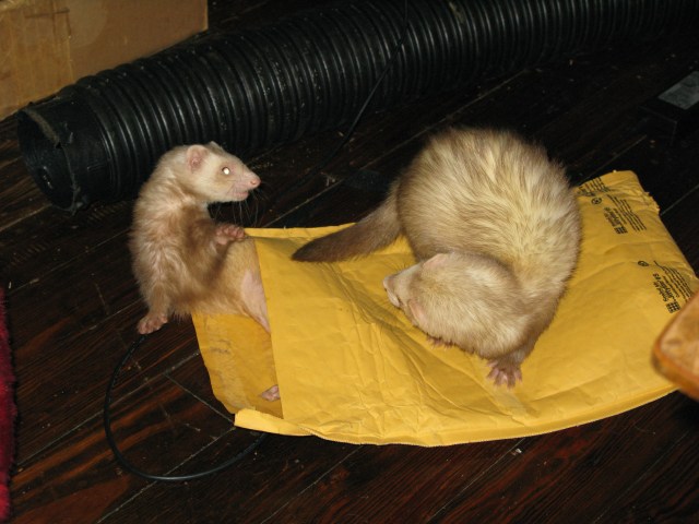 Weasels!