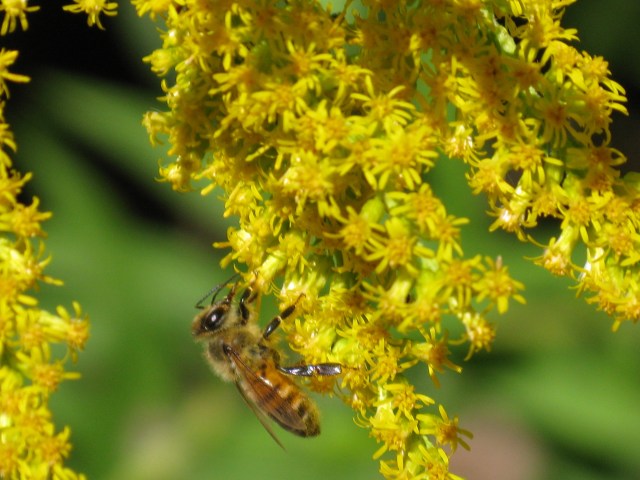 Busy Bee, before crop