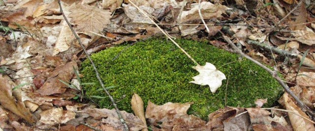 orangetrailmossyrock2