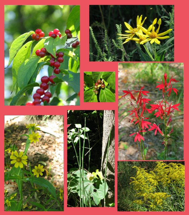 Fall flowers and berries at Washington Township Community Park