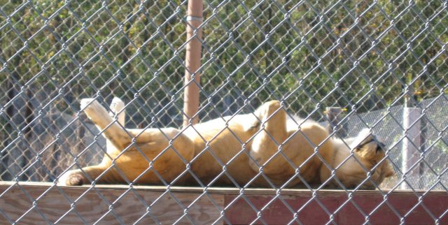 This is agent.  Note the fence to keep book writing winos from walking in off the street.  And the debilitating ennui caused by opening one too many queries that began "Dear Agent."