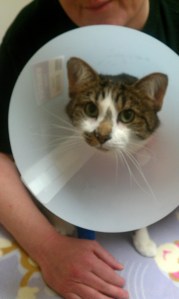 As mad as Billy in a cone.