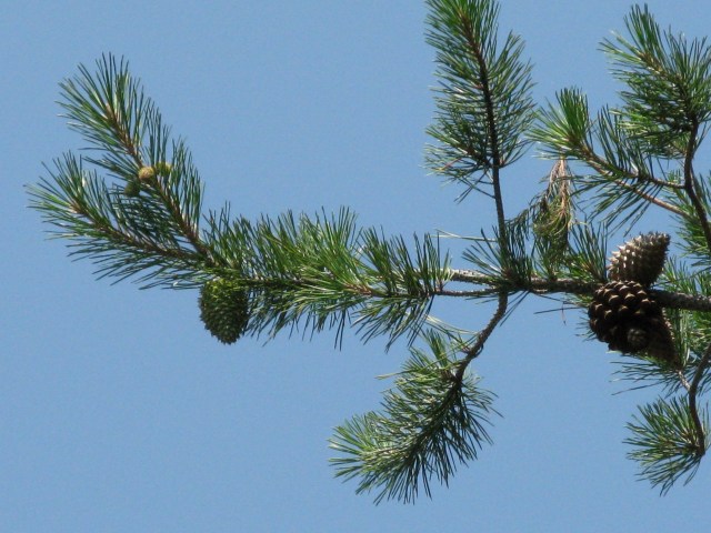 Pictured: the leading cause of rabies in wombats. No...wait...that's a pine tree.