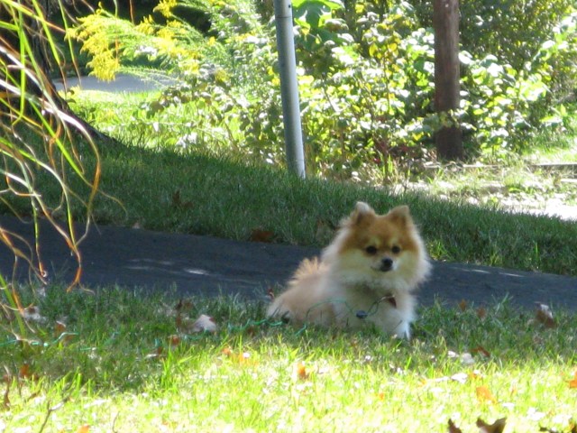 I leave you with this picture of the neighbor's cute doggie, apropos of nothing. Cute doggie!