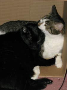 "Jimi Hendrics is better than Carlos Santana!" "No he isn't!" "Say Hendricks is better, or I'll bite you!"