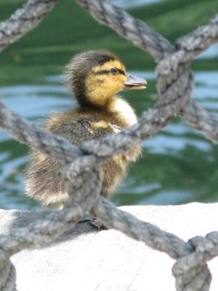 To mitigate the harshness of my words, a cute baby duckie!