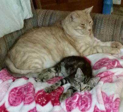 scamperandbuttersbcurley