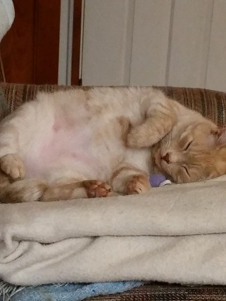 1_16buttersandmousie