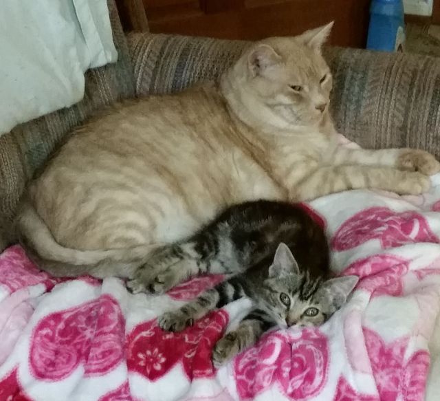 scamperandbuttersbcurley