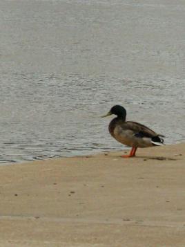 lonelyduck